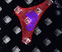 Fonctionnalisation de surfaces