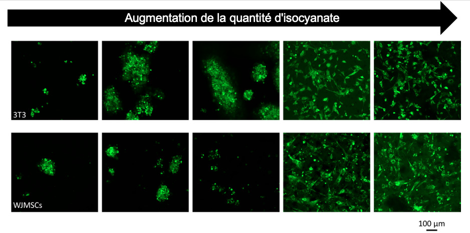 Contrôle de l'adhésion de fibroblastes et de cellules souches mésenchymateuses sur du polyuréthane