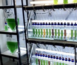 PYRAMID : une solution innovante pour la valorisation des digestats issus de la méthanisation